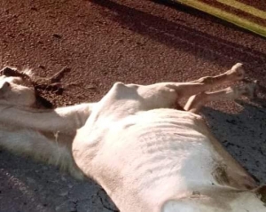Un semoviente murió en accidente de tránsito en la vía Yopal- Morichal