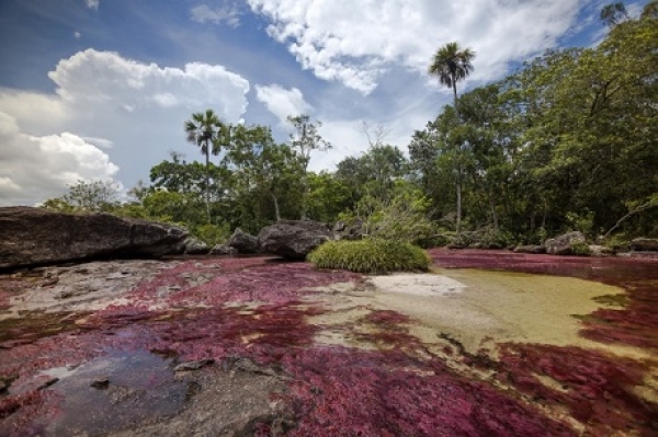 Cerrado el ingreso a Caño Cristales por temporada seca