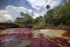 Cerrado el ingreso a Caño Cristales por temporada seca
