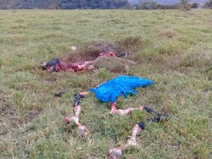 Alcaldía de Labranzagrande ofrece recompensa para capturar a carneadores