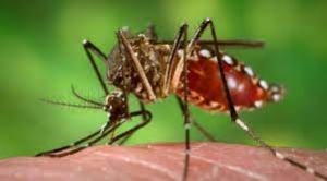 Casanare en el primer lugar del país por acumulado de casos de dengue