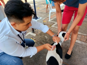 Cerca de 100 peluditos fueron vacunados en la primera jornada de vacunación antirrábica en Yopal
