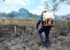 Incendio forestal afectó cultivo de cítricos en la vereda Visinaca de Tauramena