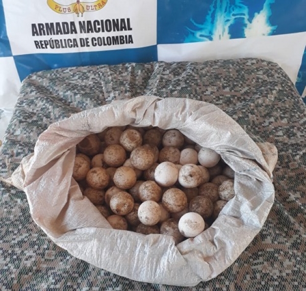 Se recuperan 232 huevos de Tortuga Chapara y otras especies en Vichada