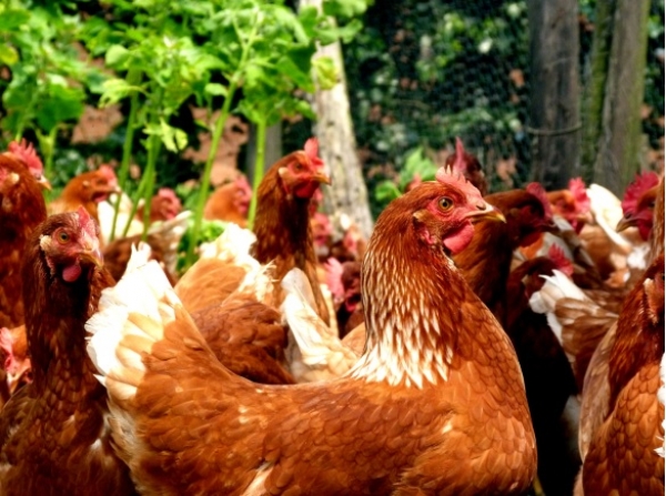 Aprenda de forma rápida a manejar y producir aves de consumo en Casanare