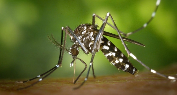 Recomendaciones para prevenir el dengue, zika y chikunguña