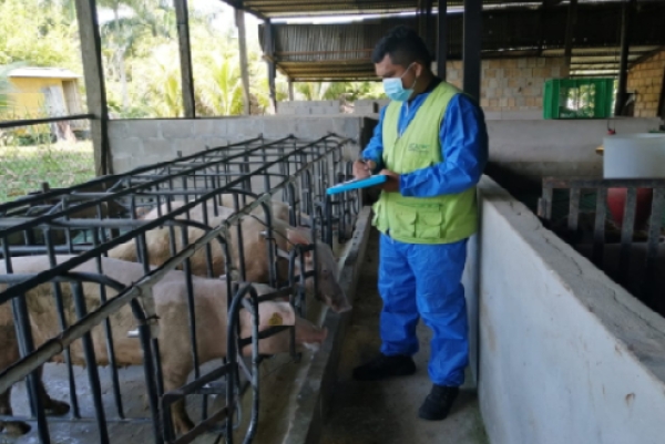 ICA lanza operativo sanitario en Casanare para avanzar hacia la erradicación de la peste porcina clásica