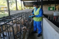 ICA lanza operativo sanitario en Casanare para avanzar hacia la erradicación de la peste porcina clásica