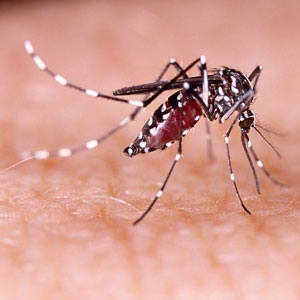 “Yopal sigue siendo el municipio de Casanare con mayor casos de dengue”: Secretaría de Salud Departamental.