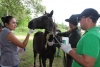 Equinos utilizados como vehículos de tracción animal recibieron jornada sanitaria en Yopal