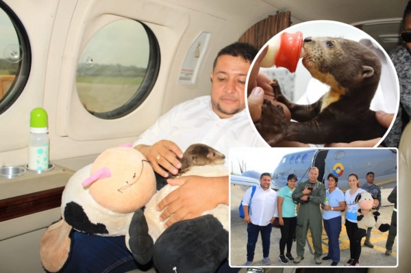 En avión fue trasladada una nutria gigante desde Yopal a Cali para salvar su vida