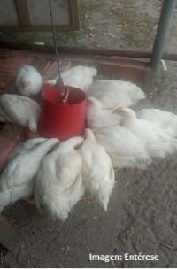 En Monterrey ladrones desplumaron una granja: Hurtaron 15 pollos en la vereda Buenavista