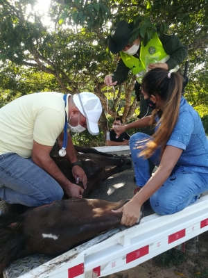 Dos equinos en malas condiciones de salud son rescatados por la Policía ambiental en Yopal