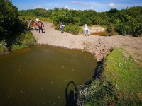 Obstrucción de cauce provocó muerte de peces en Hato Corozal
