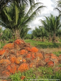 Producción de aceite de palma en lo que va de 2022 continúa creciendo frente al mismo periodo de 2021