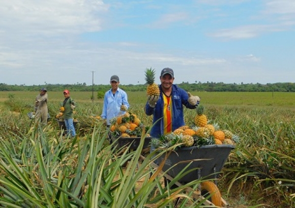 Ecopetrol aportará al fortalecimiento de la cadena productiva de la piña en Tauramena