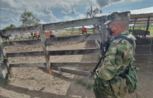 En la vereda Bocas de Pore, recuperaron 14 de las 45 novillas que habían sido hurtadas en la vereda Guanapalo de San Luis de Palenque.