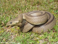Alerta roja en Casanare por aumento de accidentes ofídicos
