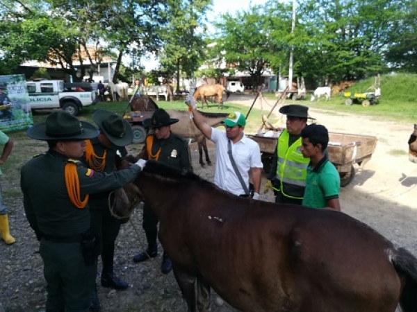 Equinos utilizados en vehículos de tracción animal fueron atendidos en jornada interinstitucional