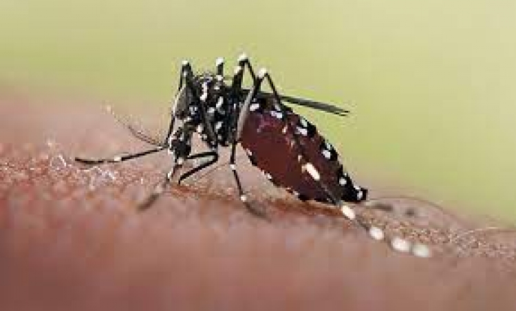Van 2.906 casos de dengue en Casanare, en lo corrido del 2022