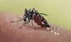 Van 2.906 casos de dengue en Casanare, en lo corrido del 2022