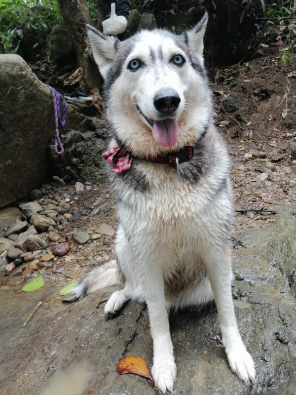 Festival canino se realizará en Yopal