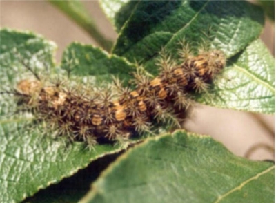 Un menor de edad entre los casos reportados de oruga venenosa en Casanare