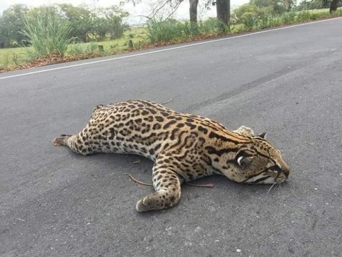 Tigrillo muere luego de ser arrollado en la vía Tame - Puerto Rondón por conductor que se dio a la fuga