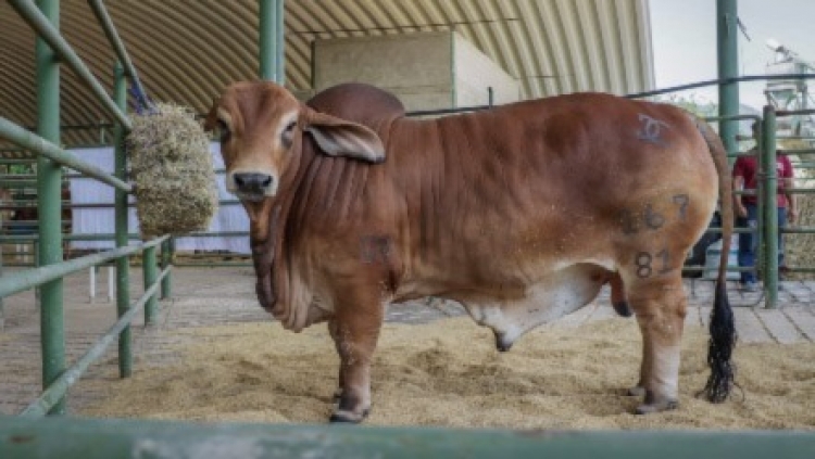 Todo está dispuesto para darle apertura a Expo Llanos Casanare 2023