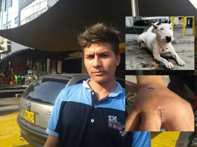 Perro de raza Bull Terrier atacó joven en pleno centro de Yopal