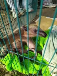 Oso melero, cuya madre murió atropellada en Paz de Ariporo, ya está en el hogar de paso El Picón