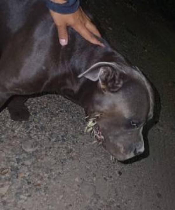 Bomberos de Tauramena auxilian canino herido por puercoespín