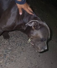 Bomberos de Tauramena auxilian canino herido por puercoespín