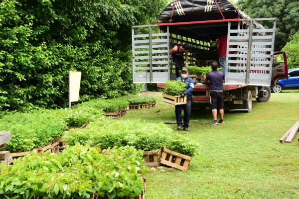 Ecopetrol entregó 10 mil árboles a Corporinoquia en el marco del Día de la Biodiversidad