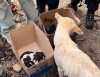 Aullidos de auxilio: bomberos salvan a cachorros atrapados bajo un container