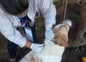 Inician jornadas de vacunación antirrábica en 18 municipios de Casanare