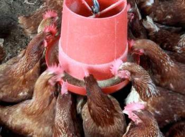 Se entregaran  gallinas ponedoras a pequeños y medianos productores