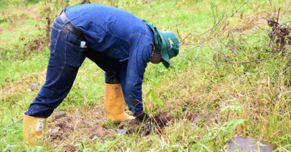 Ecopetrol retoma actividades de reforestación en Casanare