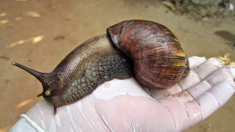 ¡Cuidado con el caracol africano! Advierten sobre el riesgo de tener un contacto directo con esta especie