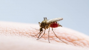 Casanare reporta disminución de casos de dengue durante las últimas semanas