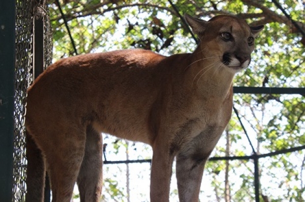 Puma hembra rescatada se encuentra bien y en estado de preñez