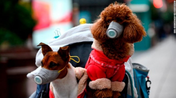 Lo que debe saber sobre el cuidado de su mascota durante la cuarentena