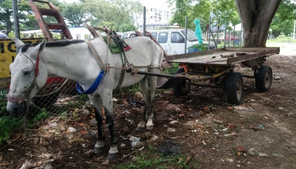 Abren convocatoria para sustituir vehículos de tracción animal en Yopal