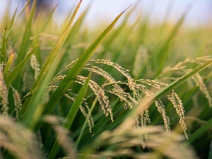 Fedearroz pidió medidas urgentes al Gobierno para garantizar comercialización de la cosecha de comienzos de año