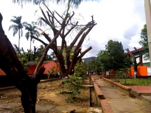 Controvertida poda de árboles en colegio de Yopal, al parecer se debía a un riesgo de sus estudiantes