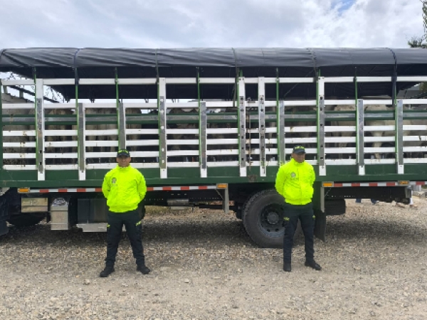 Recuperan 21 semovientes hurtados en la zona rural de Pore