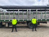 Recuperan 21 semovientes hurtados en la zona rural de Pore