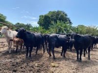 ICA y Fedegán reportan avances en vacunación contra fiebre aftosa, brucelosis y rabia bovina