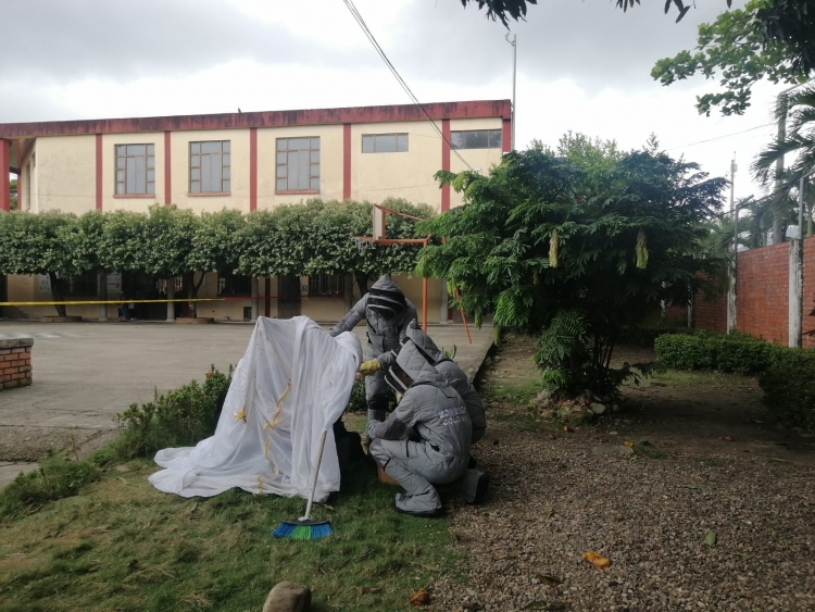 15 menores y 3 adultos afectados ayer por ataque de abejas en colegio de Yopal