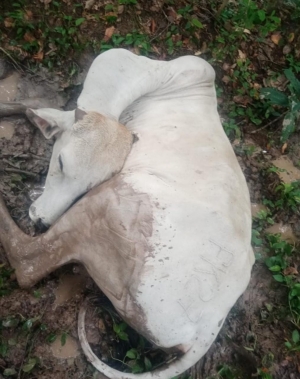 Nuevo caso de rabia bovina en Támara